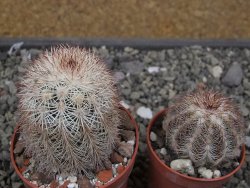 Echinocereus dasyacanthus, pot 6,5 cm - 12410526