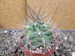Echinocereus triglochidiatus květináč 6,5 cm - 12410534