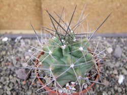 Echinocereus triglochidiatus květináč 6,5 cm