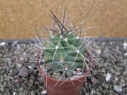 Echinocereus triglochidiatus květináč 6,5 cm - 12410536