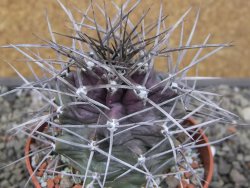 Echinocereus triglochidiatus květináč 8,5 cm