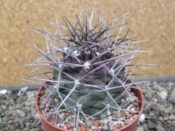 Echinocereus triglochidiatus květináč 8,5 cm - 12410545