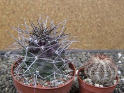 Echinocereus triglochidiatus květináč 8,5 cm - 12410546