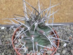 Echinocereus triglochidiatus květináč 8,5 cm