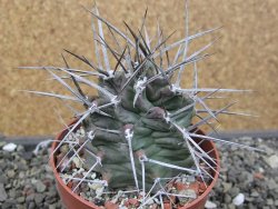 Echinocereus triglochidiatus květináč 8,5 cm - 12410548