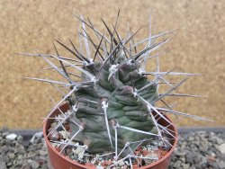 Echinocereus triglochidiatus květináč 8,5 cm - 12410549