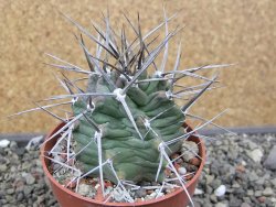 Echinocereus triglochidiatus květináč 8,5 cm - 12410550