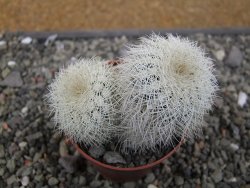 Echinocereus reichenbachii albispinus x baileyi pot 6,5 cm - 12410563