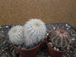 Echinocereus reichenbachii albispinus x baileyi pot 6,5 cm - 12410564