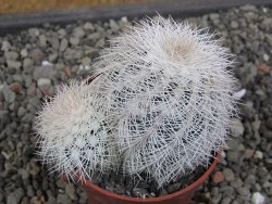 Echinocereus reichenbachii albispinus x baileyi pot 6,5 cm - 12410566