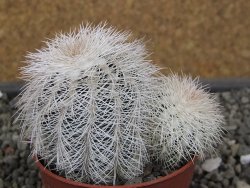Echinocereus reichenbachii albispinus x baileyi pot 6,5 cm - 12410567