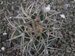 Gymnocalycium cardenasianum JO 193 pot 5,5 cm - 12410578