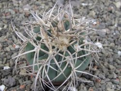 Gymnocalycium cardenasianum JO 193 pot 5,5 cm