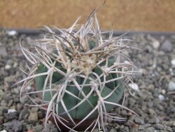Gymnocalycium cardenasianum JO 193 pot 5,5 cm - 12410582