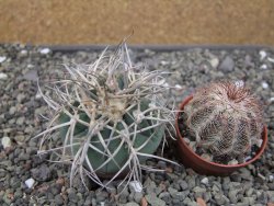 Gymnocalycium cardenasianum JO 193 pot 5,5 cm - 12410583