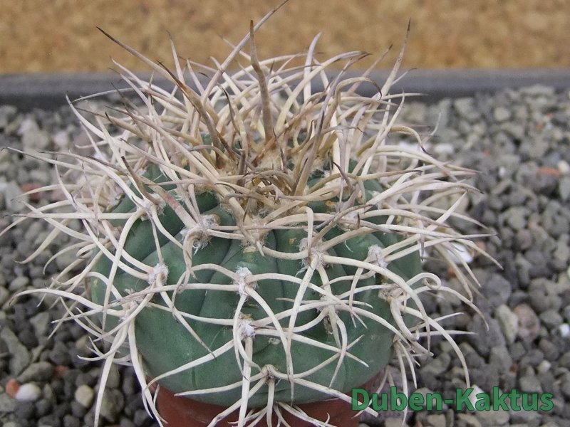 Gymnocalycium cardenasianum JO 193 pot 5,5 cm