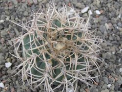 Gymnocalycium cardenasianum JO 193 pot 5,5 cm - 12410589