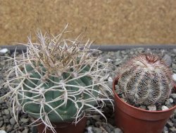 Gymnocalycium cardenasianum JO 193 pot 5,5 cm - 12410590