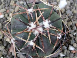 Echinocactus horizonthalonius RS 1038 La Trinidad SLP pot 5,5 cm - 12410592