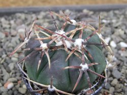 Echinocactus horizonthalonius RS 1038 La Trinidad SLP pot 5,5 cm - 12410594