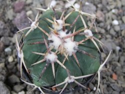Echinocactus horizonthalonius RS 1038 La Trinidad SLP pot 5,5 cm - 12410595