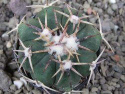 Echinocactus horizonthalonius RS 1038 La Trinidad SLP pot 5,5 cm - 12410596