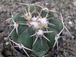 Echinocactus horizonthalonius RS 1038 La Trinidad SLP pot 5,5 cm - 12410597