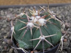 Echinocactus horizonthalonius RS 1038 La Trinidad SLP pot 5,5 cm - 12410598