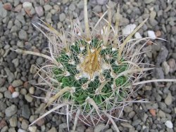 Echinofossulocactus erectocentrus SB 286 Dr. Arroyo pot 5,5 cm - 12410602