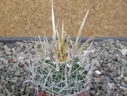 Echinofossulocactus erectocentrus SB 286 Dr. Arroyo pot 5,5 cm - 12410604