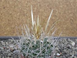 Echinofossulocactus erectocentrus SB 286 Dr. Arroyo pot 5,5 cm