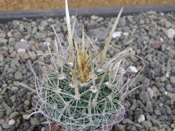 Echinofossulocactus erectocentrus SB 286 Dr. Arroyo pot 5,5 cm - 12410606