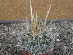 Echinofossulocactus erectocentrus SB 286 Dr. Arroyo pot 5,5 cm - 12410607