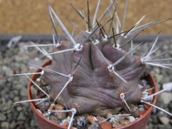 Echinocereus triglochidiatus HK 374 Rio Puerco, Sandoval Co. NM  květináč 6,5 cm