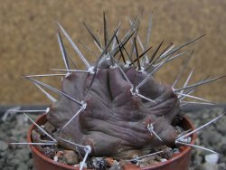 Echinocereus triglochidiatus HK 374 Rio Puerco, Sandoval Co. NM  květináč 6,5 cm - 12410620