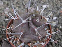 Echinocereus triglochidiatus HK 374 Rio Puerco, Sandoval Co. NM  květináč 6,5 cm - 12410621