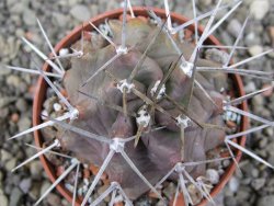 Echinocereus triglochidiatus HK 374 Rio Puerco, Sandoval Co. NM  květináč 6,5 cm - 12410622