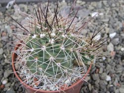 Echinocereus triglochidiatus Santa Fe, pot 6,5 cm - 12410628