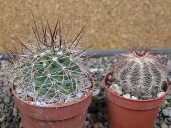 Echinocereus triglochidiatus Santa Fe, pot 6,5 cm - 12410630