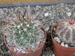 Echinocereus triglochidiatus Santa Fe, pot 6,5 cm - 12410631