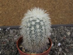 Echinocereus dasyacanthus Brewster pot 6,5 cm