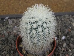 Echinocereus dasyacanthus Brewster pot 6,5 cm - 12410633