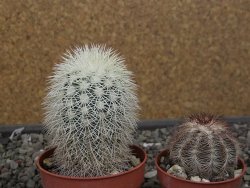 Echinocereus dasyacanthus Brewster pot 6,5 cm - 12410635