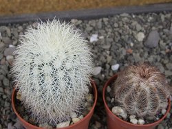 Echinocereus dasyacanthus Brewster pot 6,5 cm - 12410636