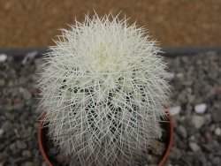 Echinocereus dasyacanthus Brewster pot 6,5 cm - 12410637