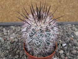 Echinocereus dasyacanthus Villa Ahumada, květináč 5,5 cm