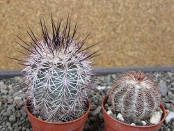 Echinocereus dasyacanthus Villa Ahumada, květináč 5,5 cm - 12410652
