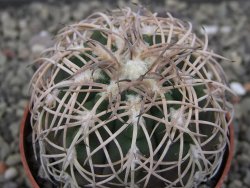 Gymnocalycium spegazzinii punillaense Tom 06-81/1 El Obelisco, pot 5,5 cm