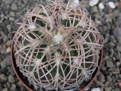 Gymnocalycium spegazzinii punillaense Tom 06-81/1 El Obelisco, pot 5,5 cm - 12410660