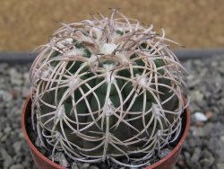 Gymnocalycium spegazzinii punillaense Tom 06-81/1 El Obelisco, pot 5,5 cm - 12410661